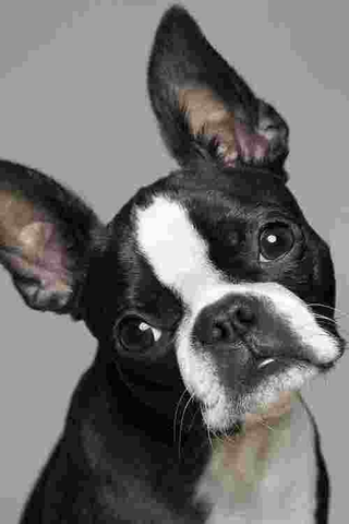 Illustration for article titled Shooting Challenge Pets Gallery 2